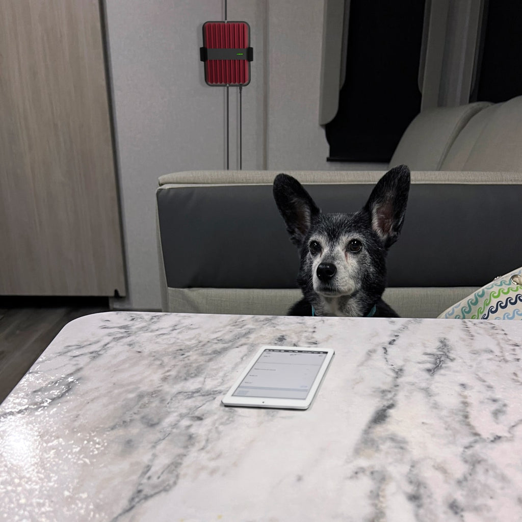 weBoost Drive Reach RV - dog in the RV