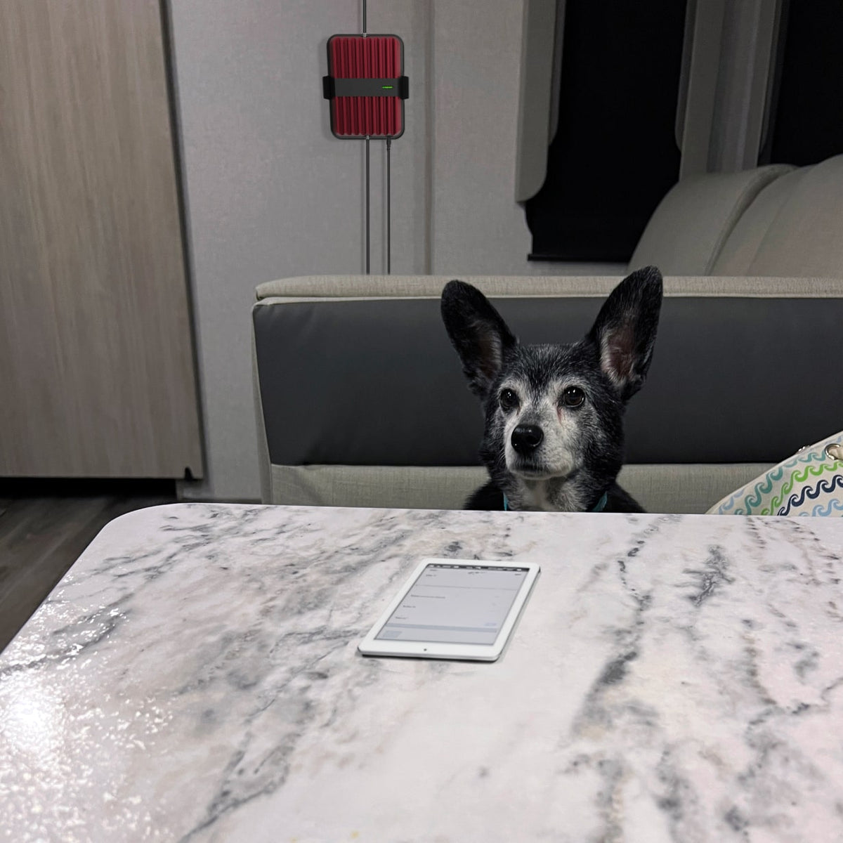 weBoost Drive Reach RV - dog in the RV